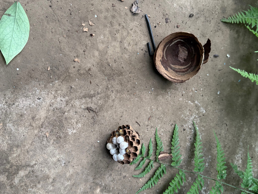 スズメバチの巣